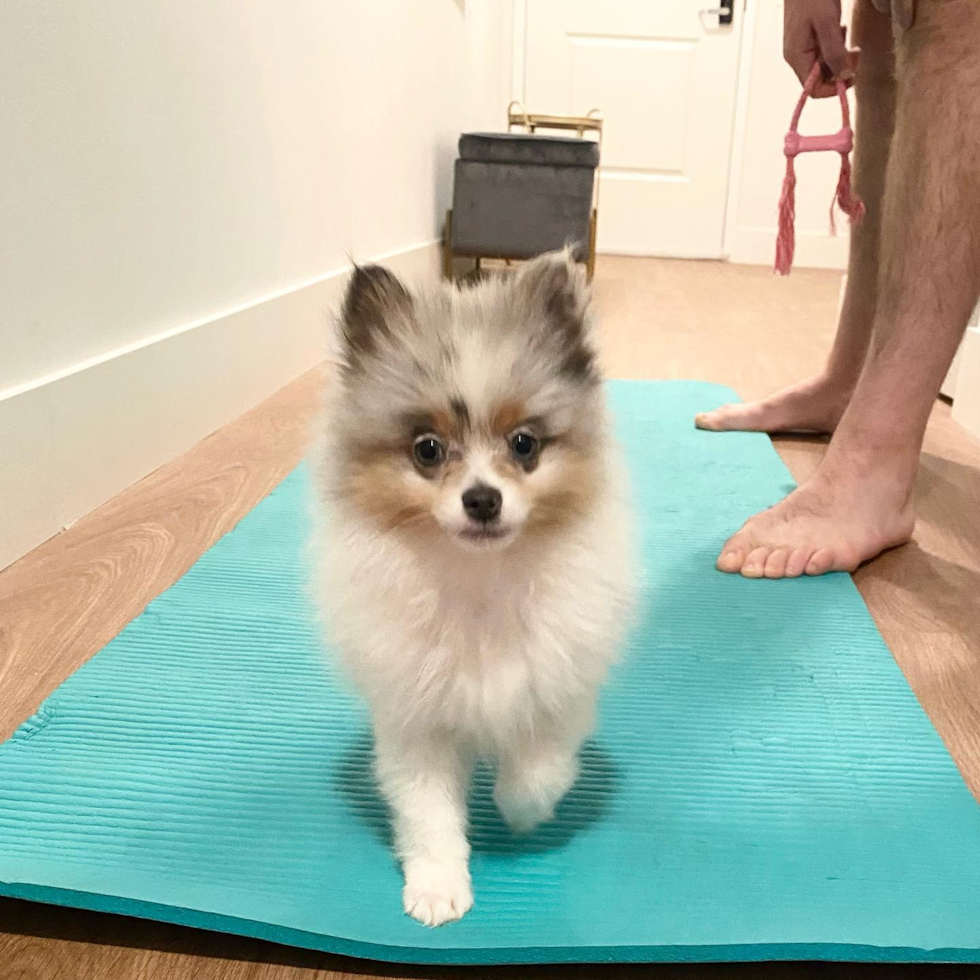 San Francisco Pomeranian Pup