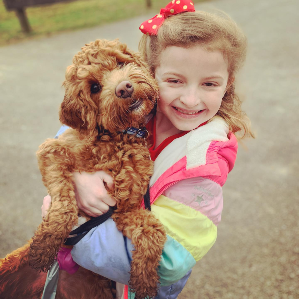 Adorable Cockerpoo Poodle Mix Pup