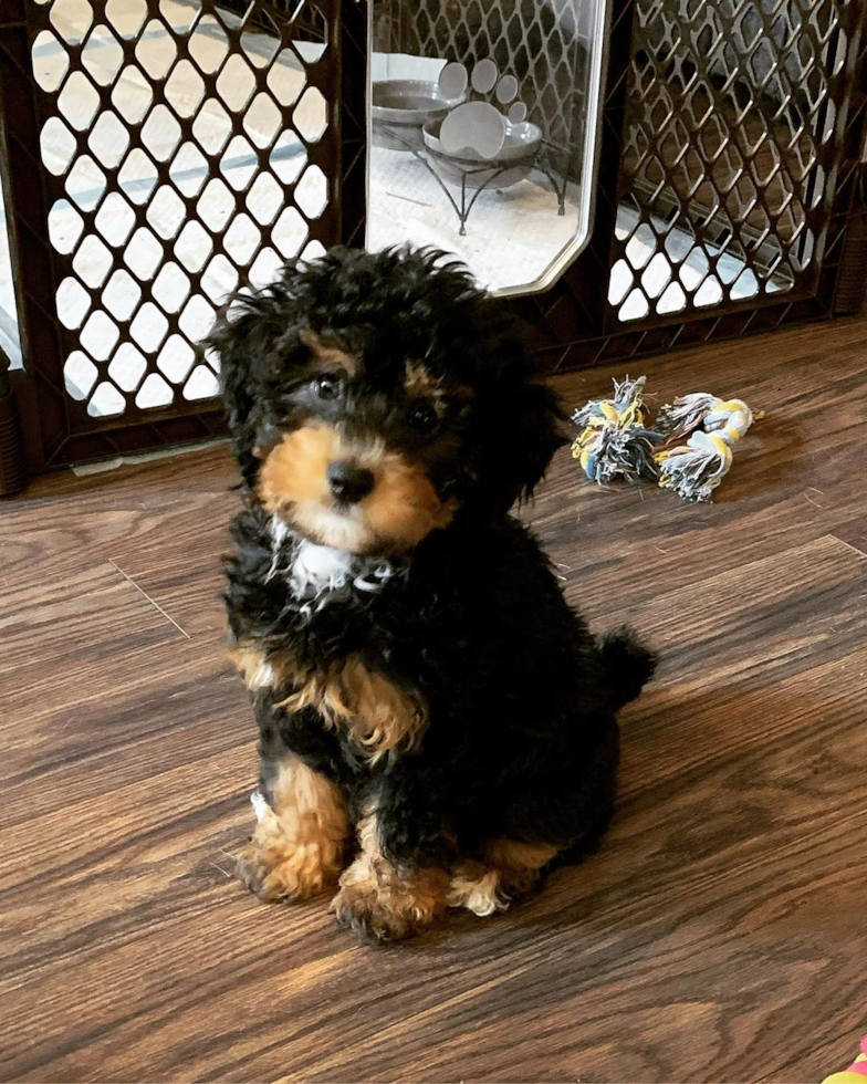 Lynnwood Mini Bernedoodle Pup