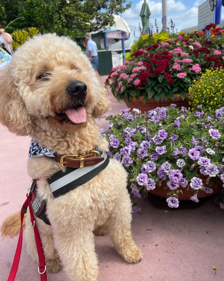 Coral Gables Mini Goldendoodle Pup