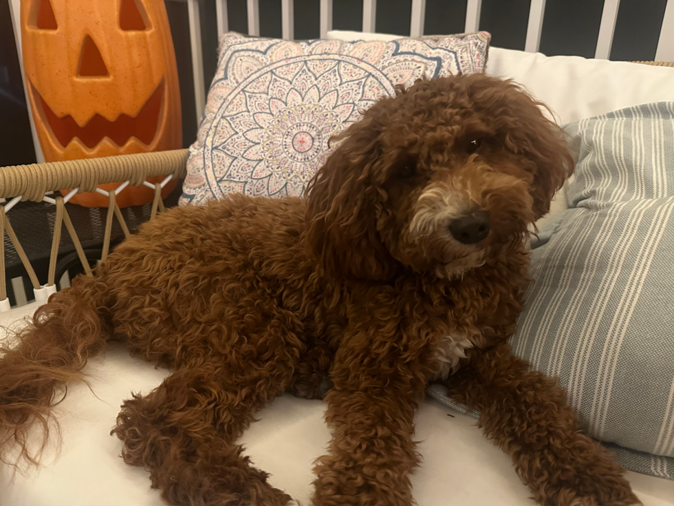 Little Mini Irishdoodle Poodle Mix Pup