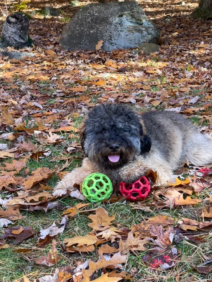 Hypoallergenic Bernadoodle Poodle Mix Pup