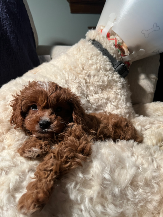 Cute Cavapoo Pup