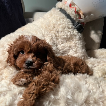 Cute Cavapoo Pup