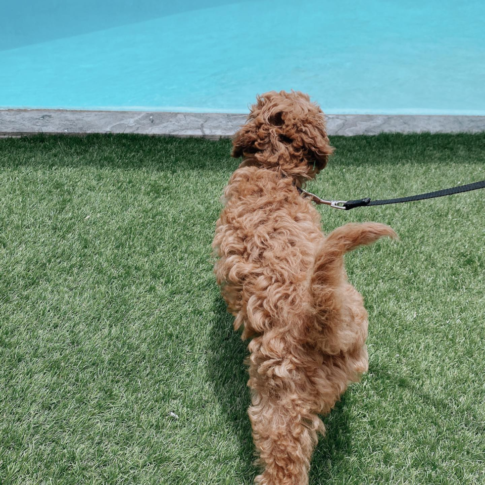 Hypoallergenic Cavoodle Poodle Mix Pup