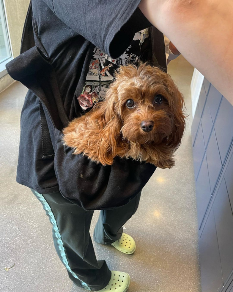 Happy Cavapoo Pup