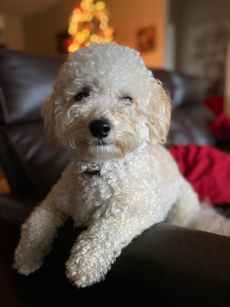 Playful Bichpoo Poodle Mix Pup