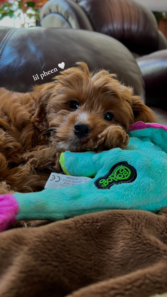 Buena Park Mini Goldendoodle Pup