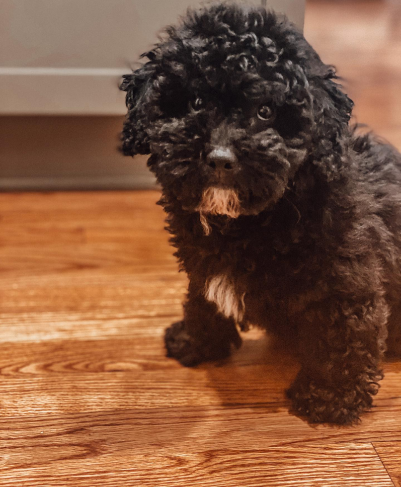 Adorable Havanese Poodle Mix Pup