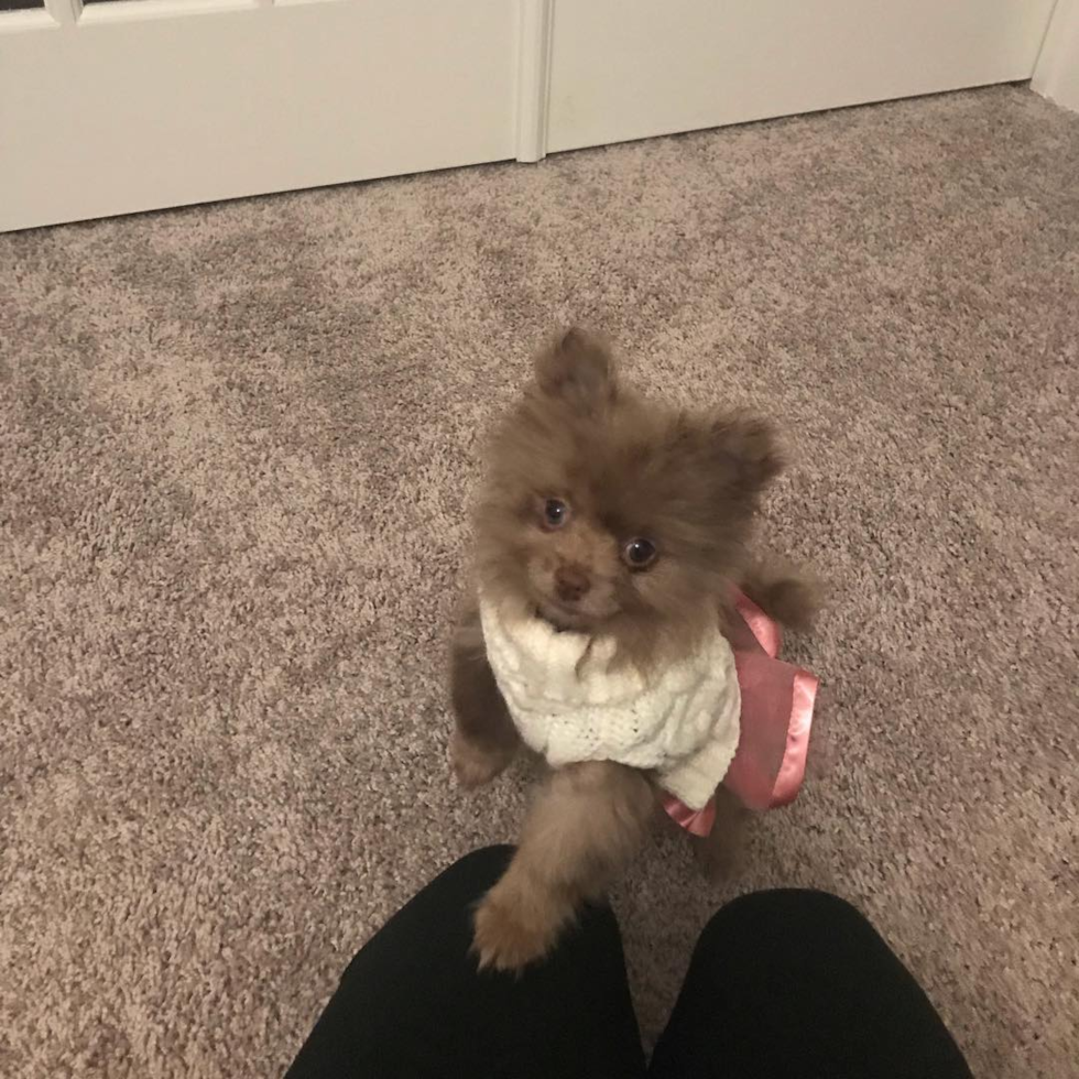 Pomeranian Being Cute