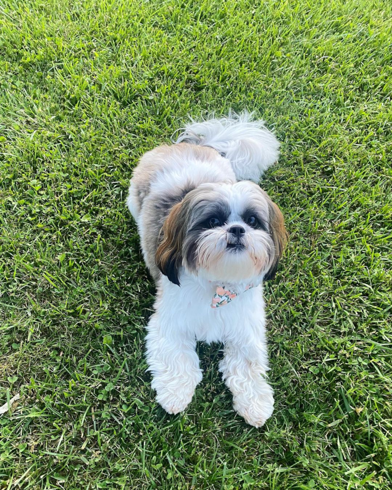 Hypoallergenic Shih Tzu Purebred Pup