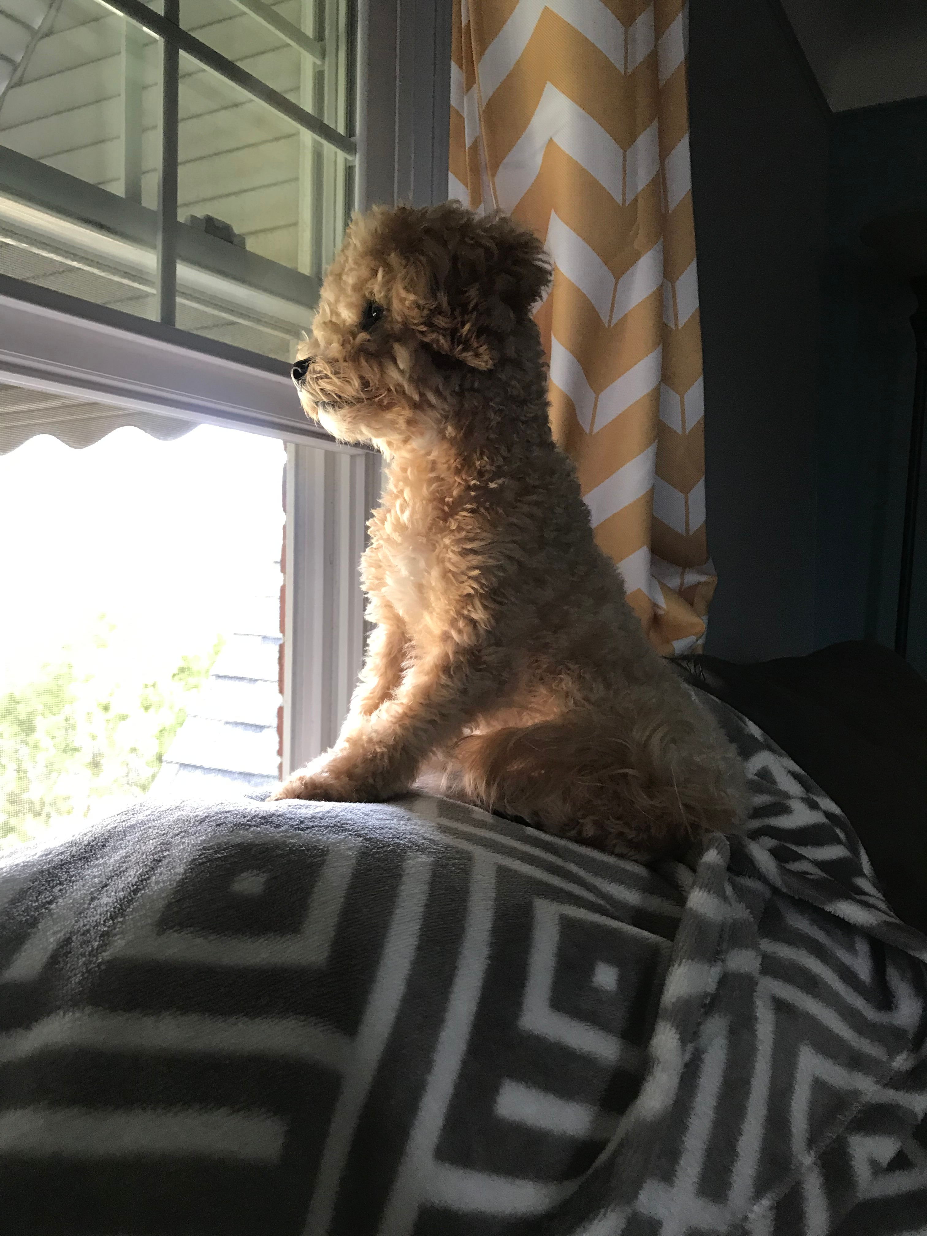 Smart Maltipoo Poodle Mix Pup