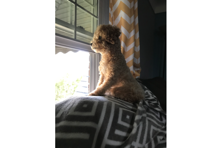 Smart Maltipoo Poodle Mix Pup