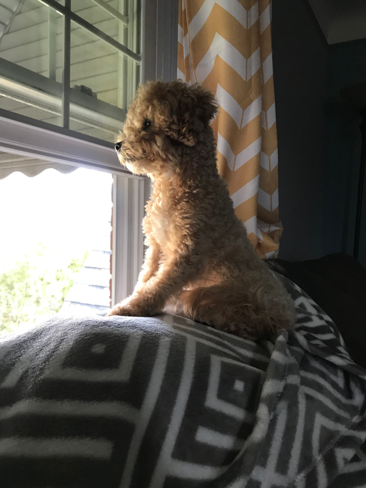 Funny Maltipoo Poodle Mix Pup