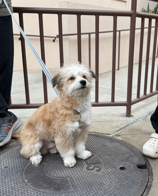 Small Aussiechon Pup in