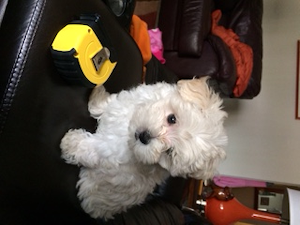 Maltese Being Cute