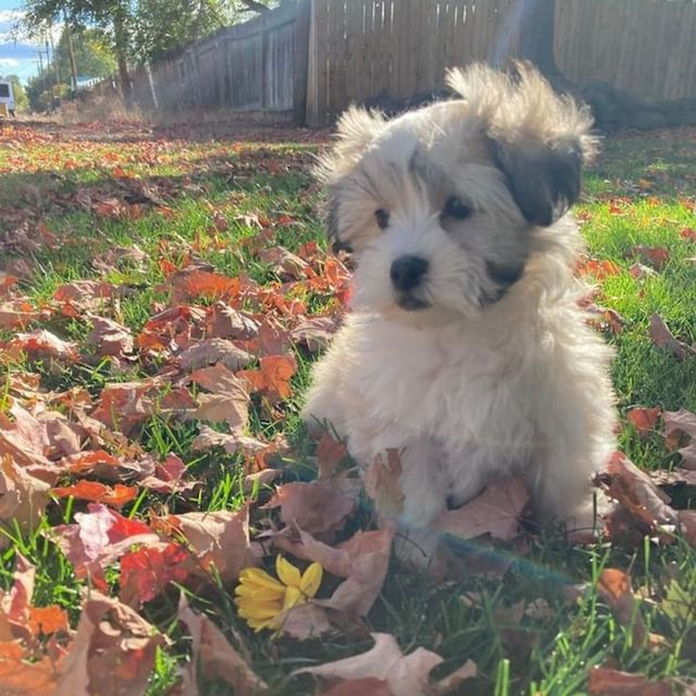 Akc Registered Havanese Purebred Pup