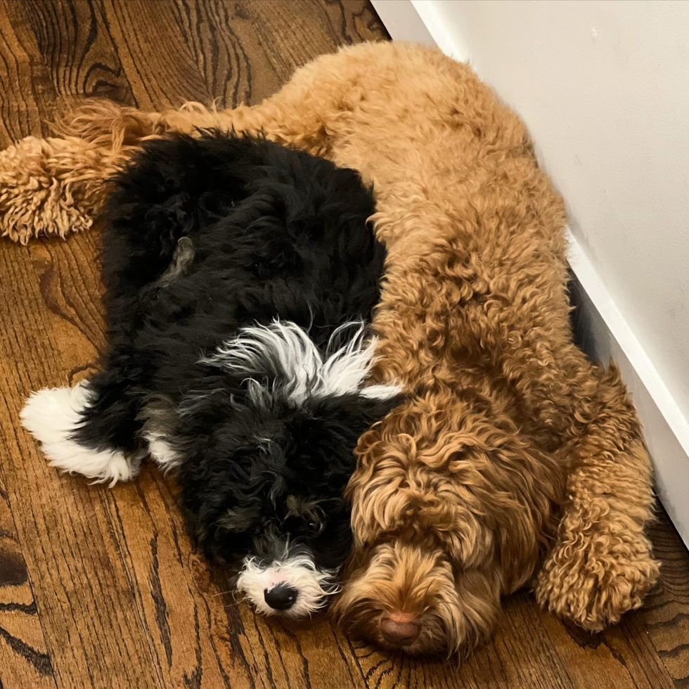 Popular Mini Bernedoodle Poodle Mix Pup