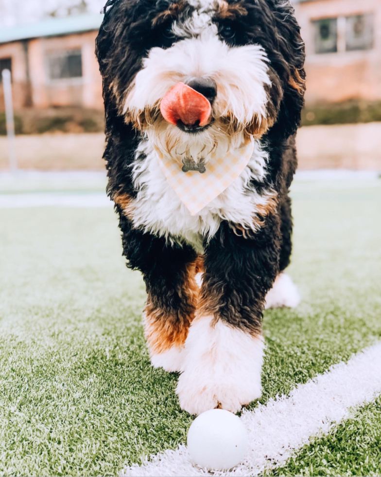 Funny Mini Bernedoodle Poodle Mix Pup