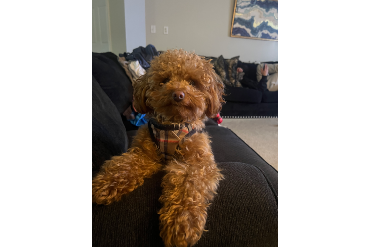 Happy Cavapoo Baby