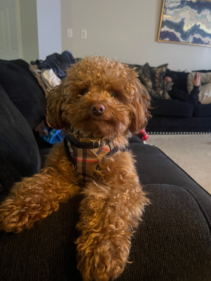 Cavapoo Pup