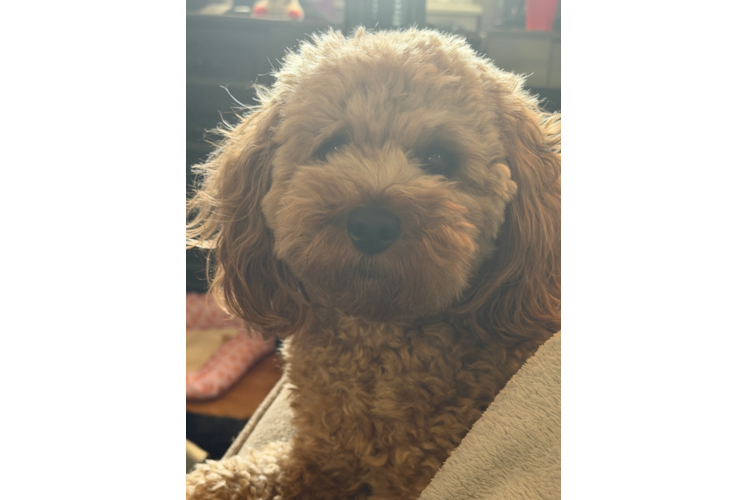 Best Cavapoo Baby