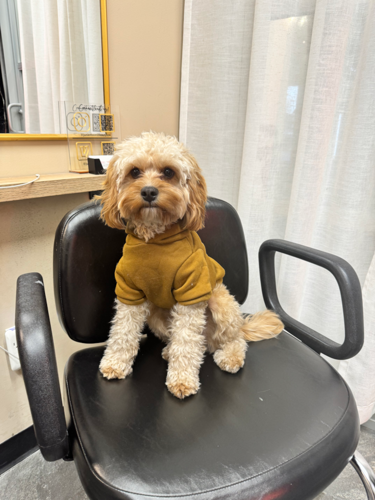 Sweet Cavapoo Pup in