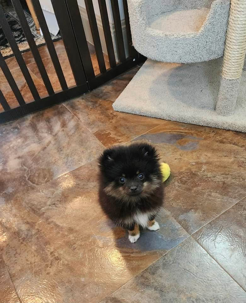 Pomeranian Being Cute