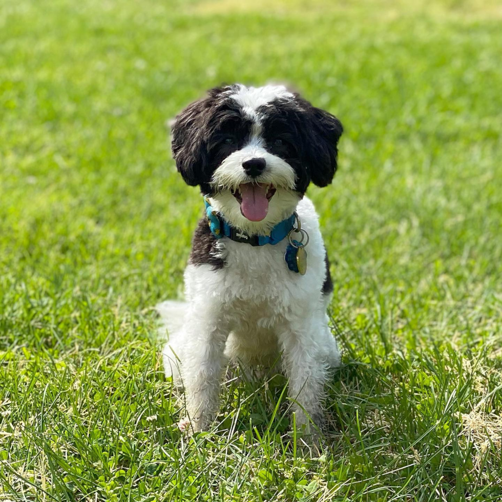 Sweet Havanese Pup in New York NY