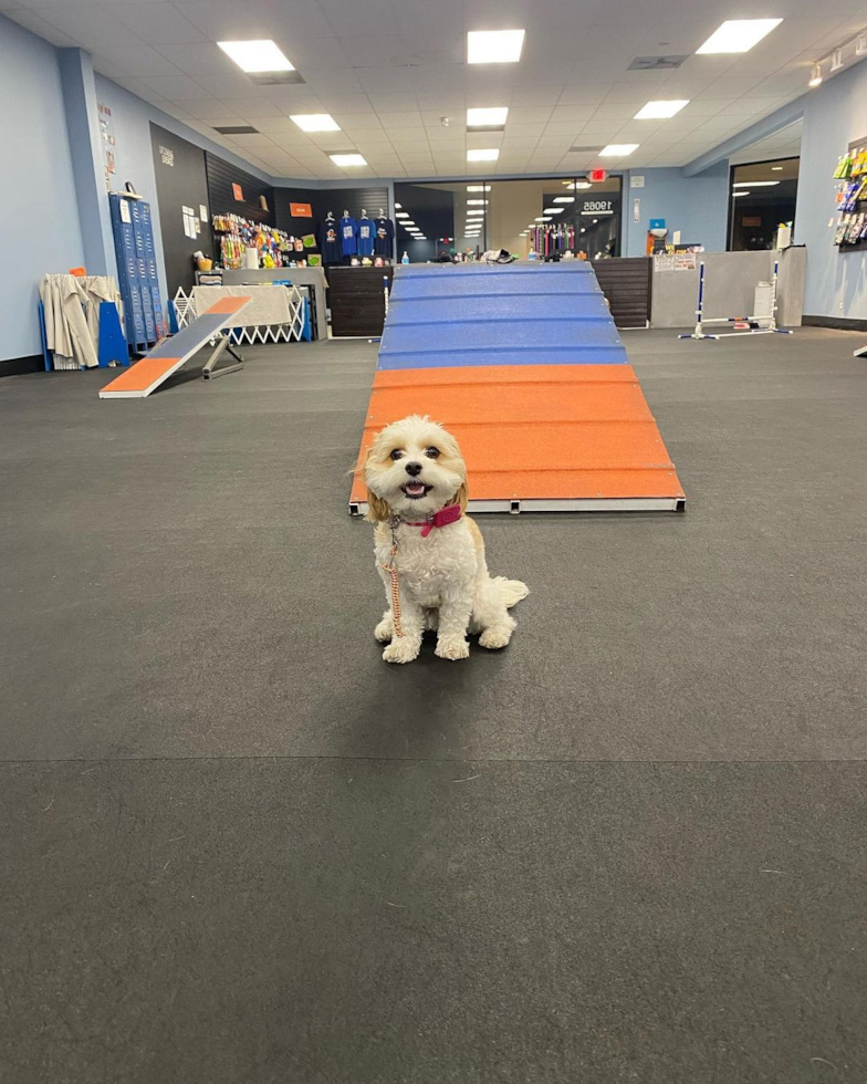 Happy Cavachon Pup in Los Angeles CA