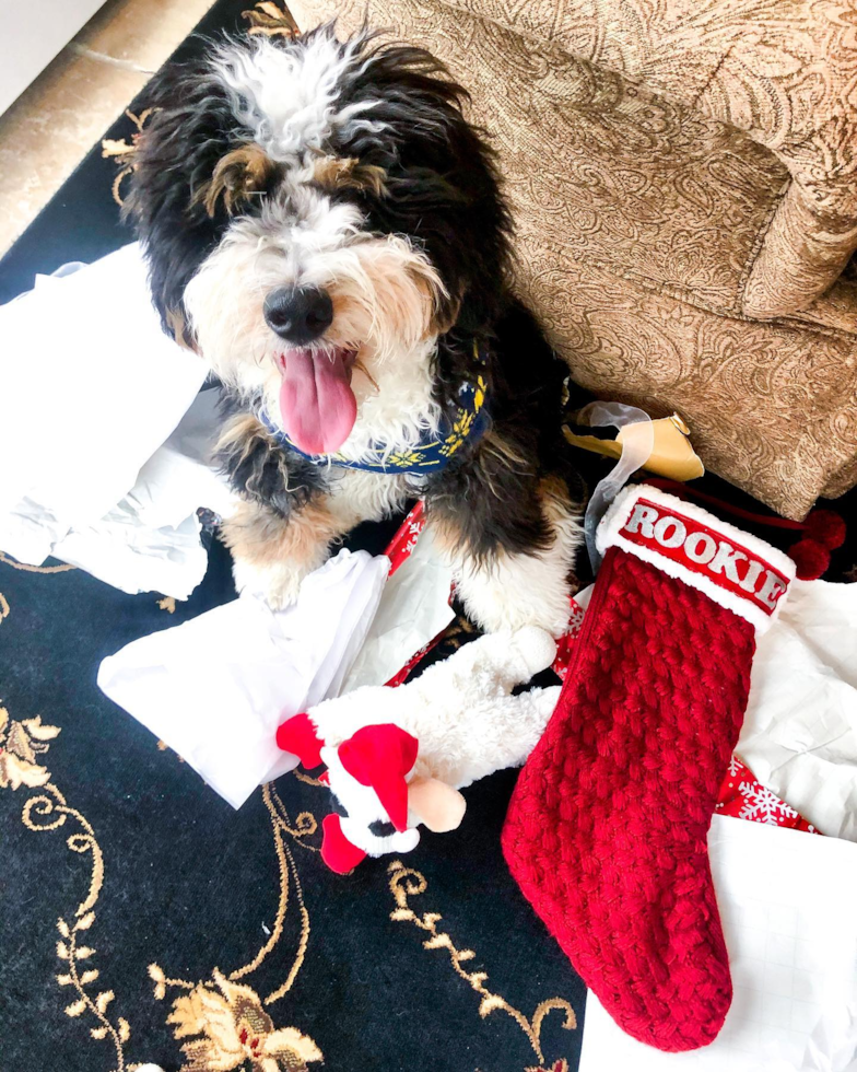 Friendly Mini Bernedoodle Pup in BLOOMFIELD HILLS MI