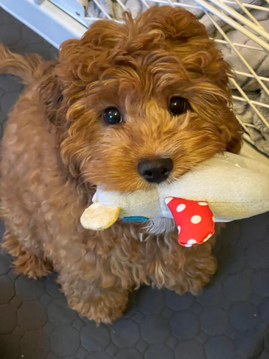 Cavapoo Pup