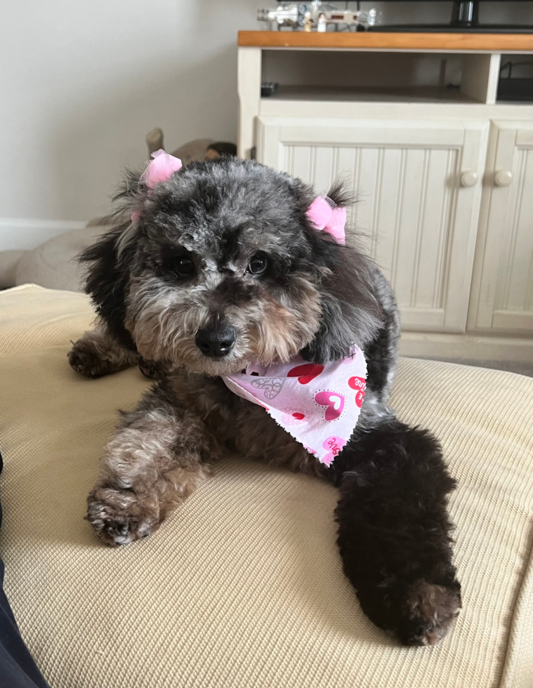 Friendly Mini Aussiedoodle Pup