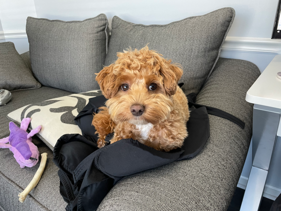 Friendly Maltipoo Pup