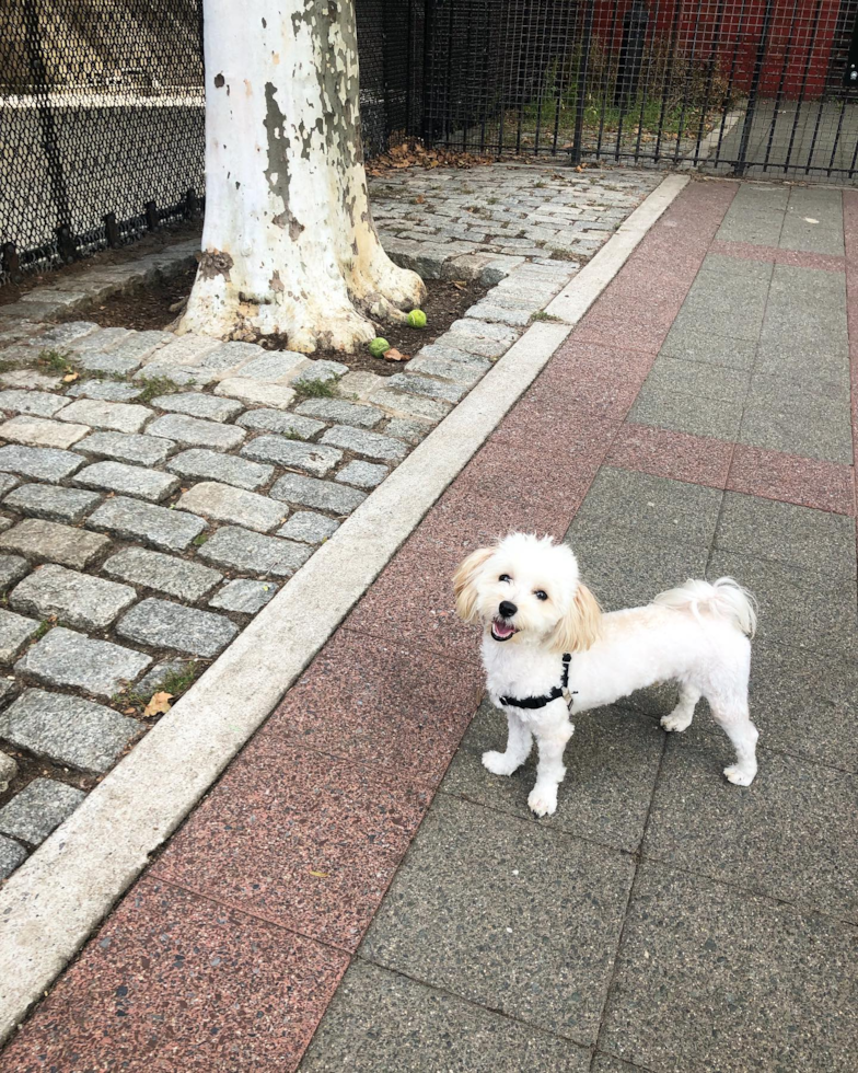 Maltipoo Being Cute