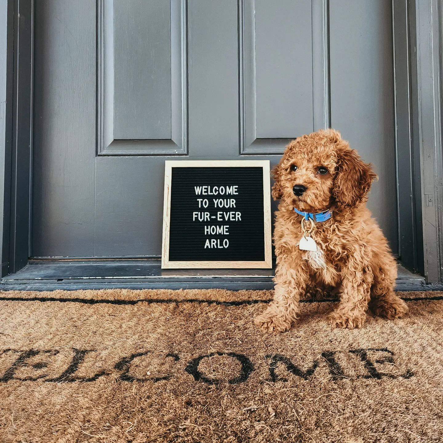 Funny Cockapoo Poodle Mix Pup