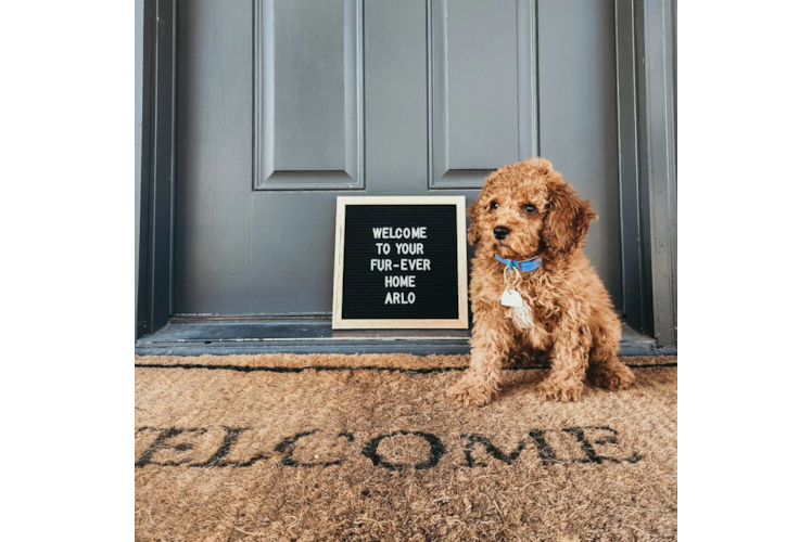 Funny Cockapoo Poodle Mix Pup