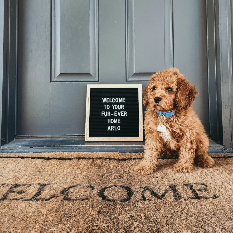 Hypoallergenic Cockerpoo Poodle Mix Pup