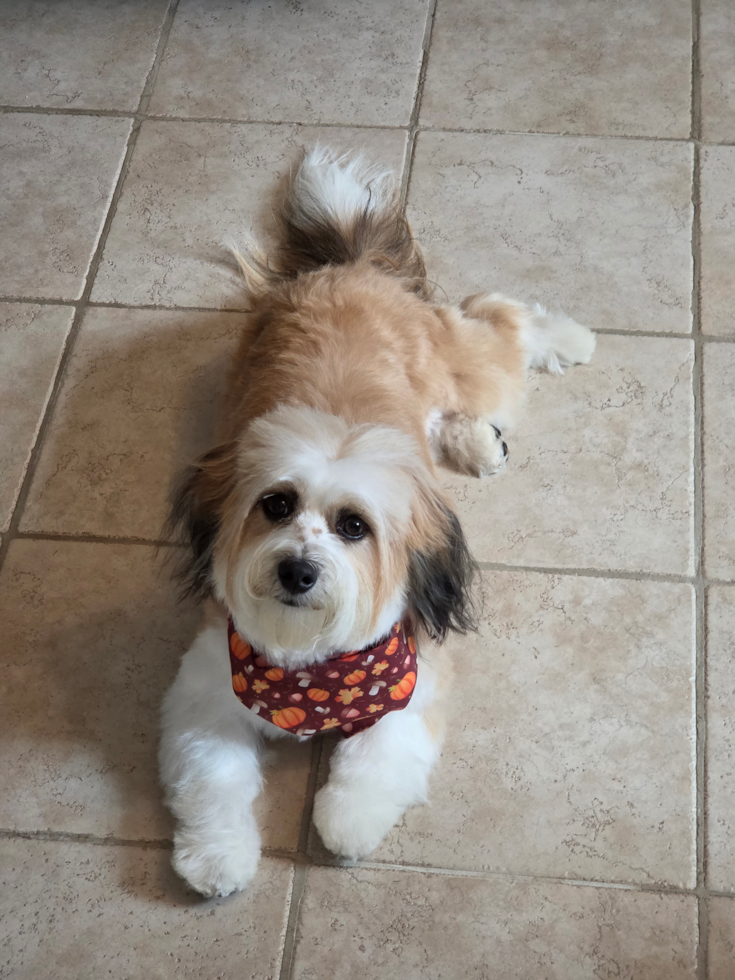 Happy Aussiechon Pup