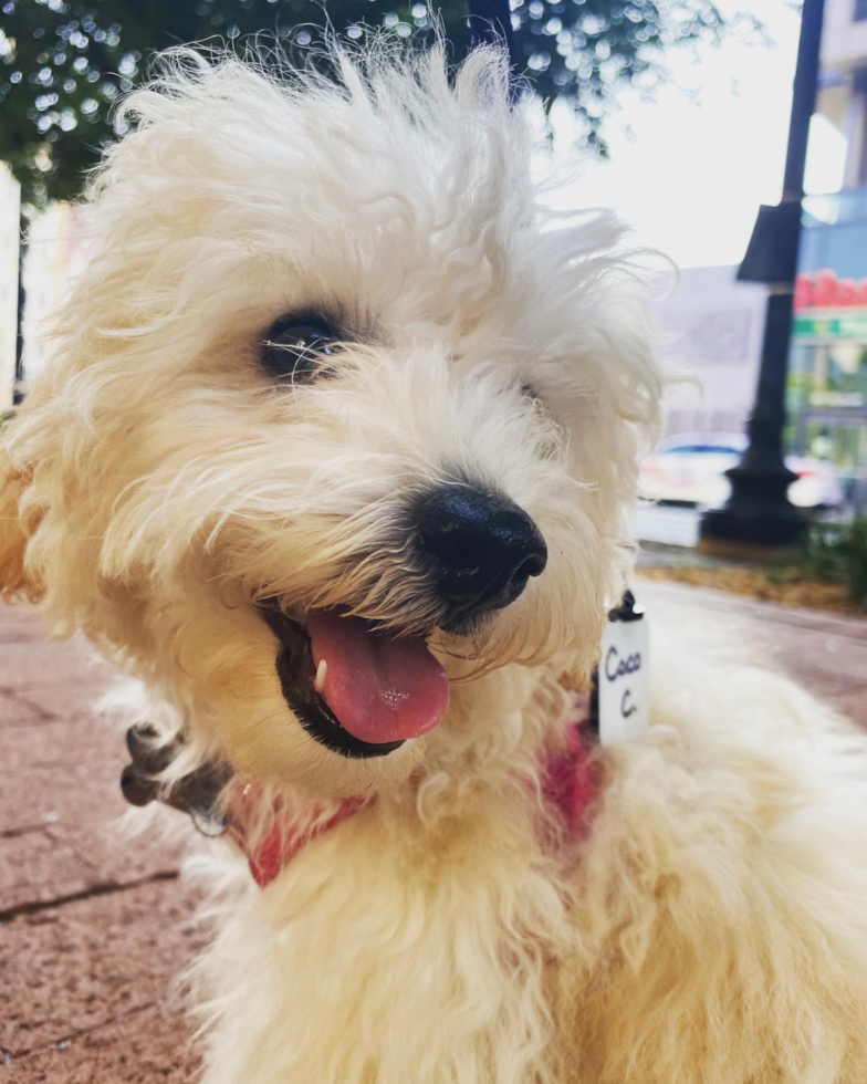 Adorable Bichpoo Poodle Mix Pup