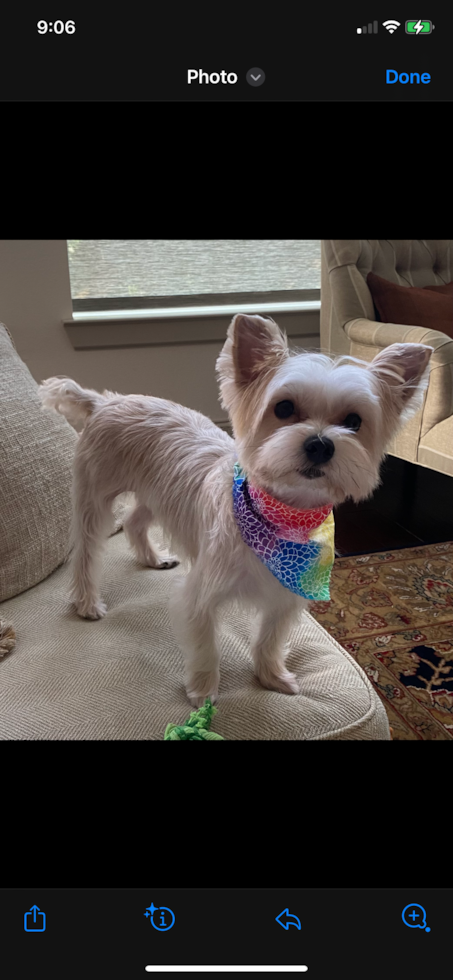 Friendly Morkie Pup