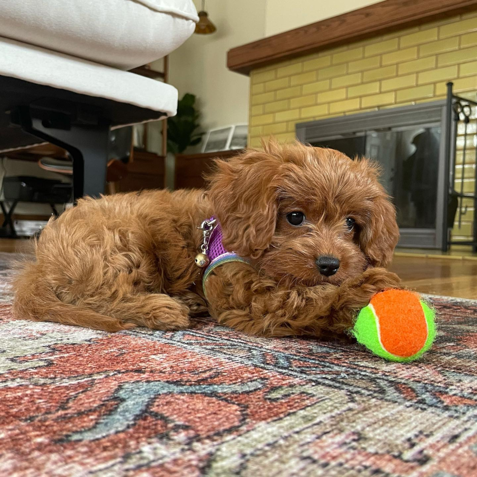 Fluffy Cavapoo Poodle Mix Pup