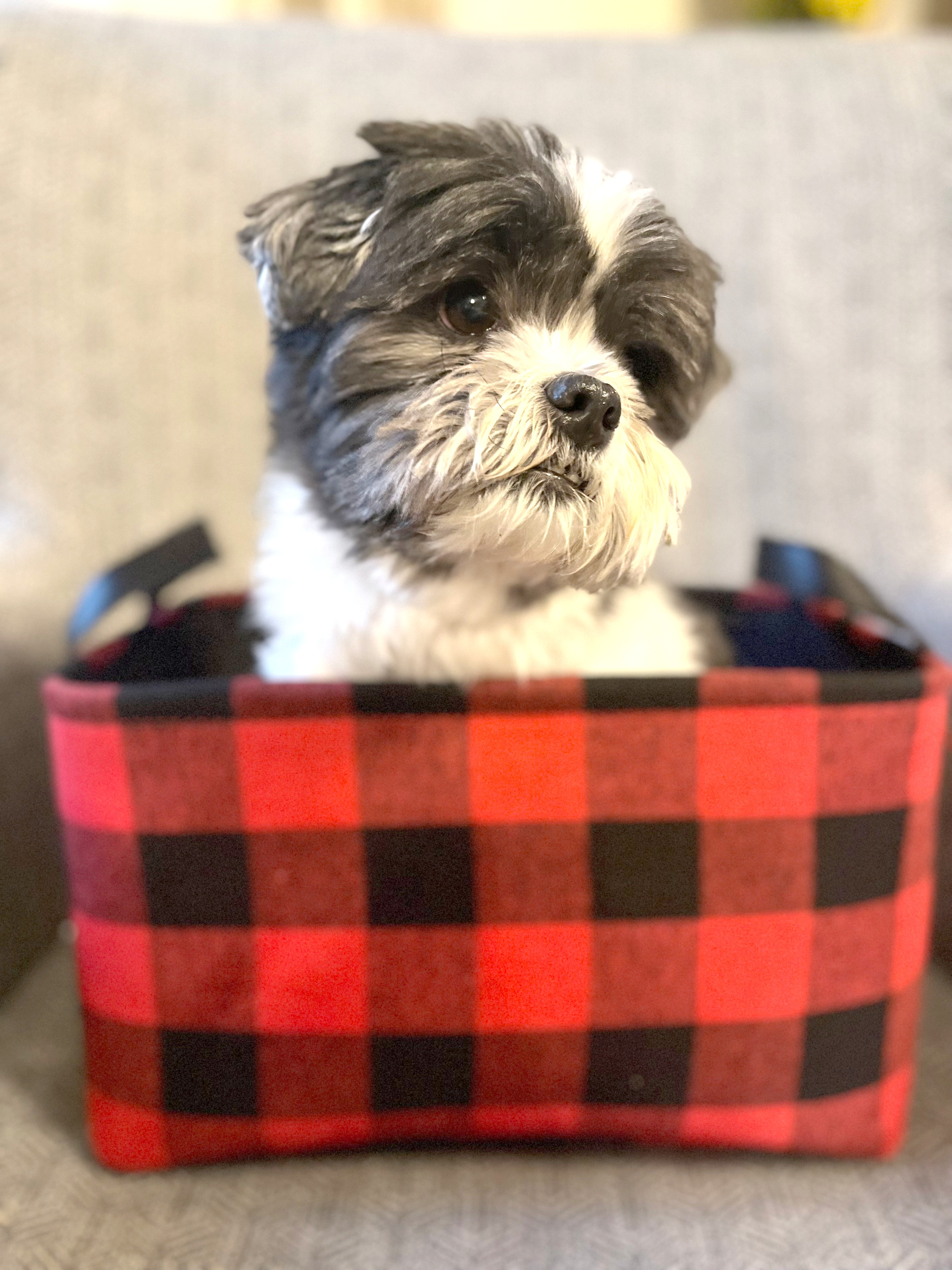 Teddy Bear Puppy for Adoption