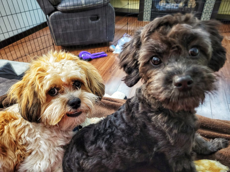 Friendly Cavapoo Pup