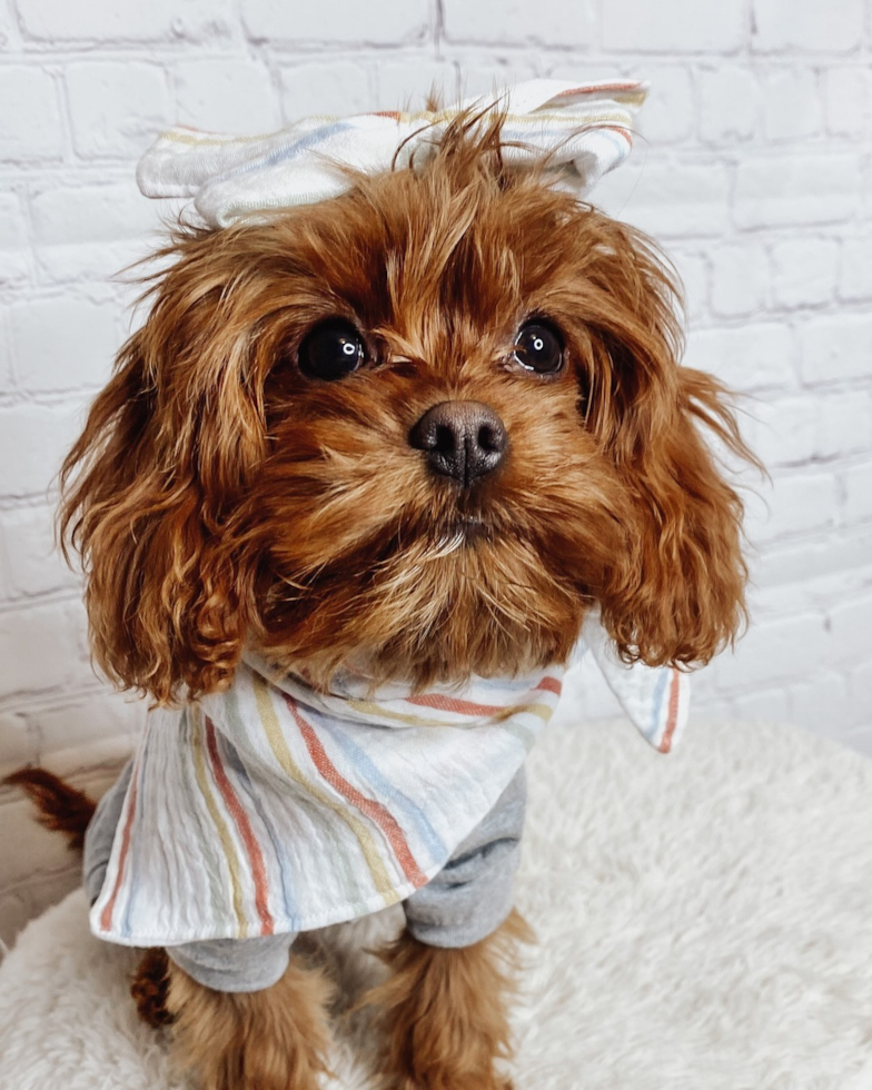 Friendly Cavapoo Pup