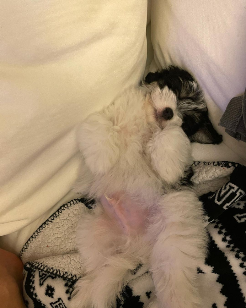 North Miami Beach Havanese Pup