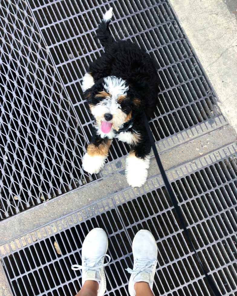 Smart Mini Bernedoodle Poodle Mix Pup