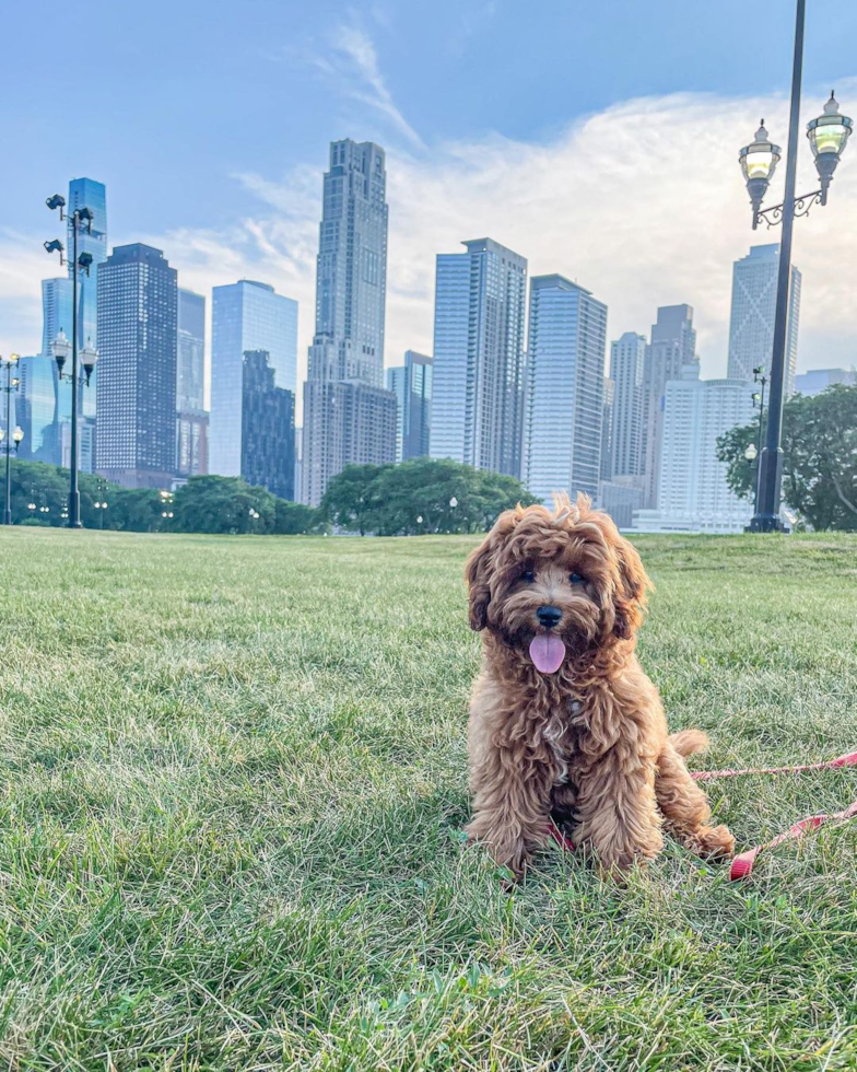 Adorable Cavoodle Poodle Mix Pup