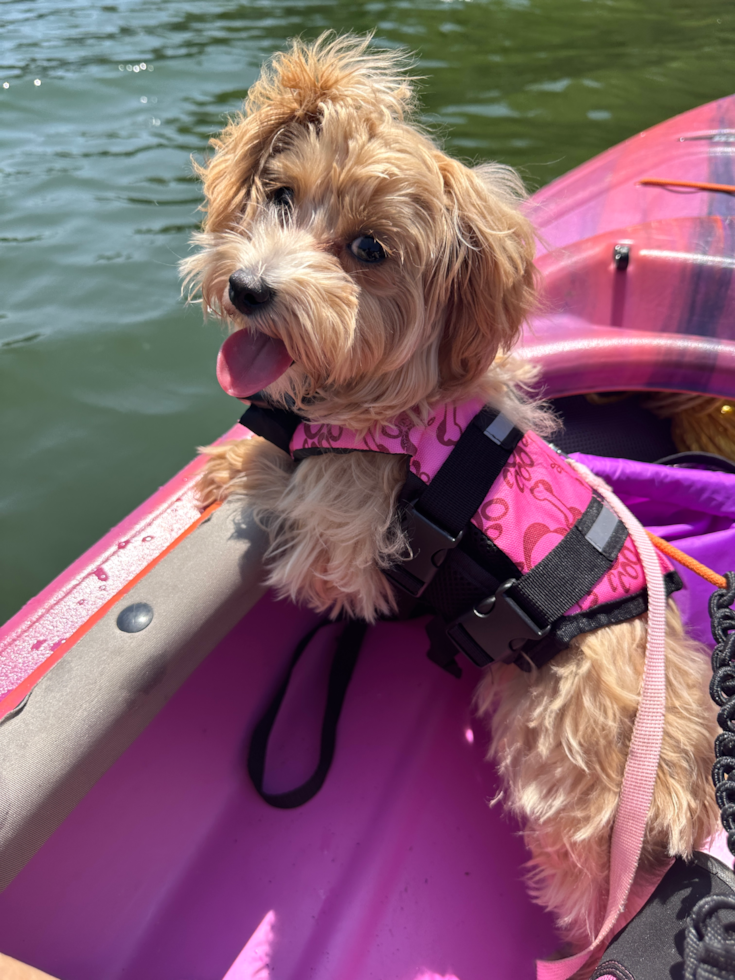 Maltipoo Pup