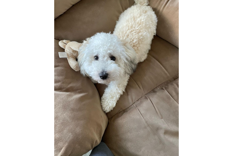 Hypoallergenic Maltepoo Poodle Mix Puppy